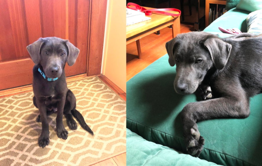 Sunnyside Dog of the Month:  Meet Archer!
