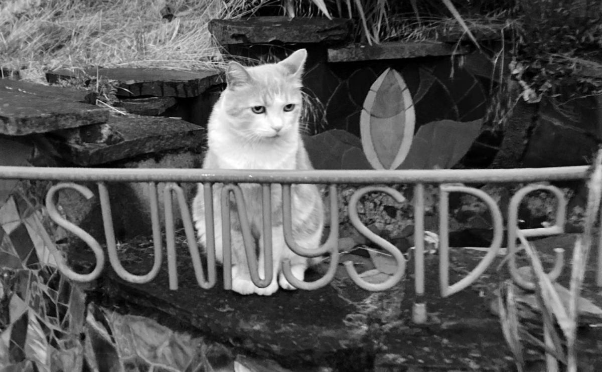 Sunnyside Tails: Baby Kitty